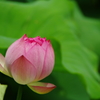 雄弁