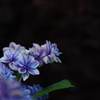 今年の紫陽花