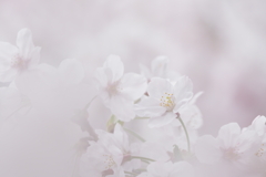 今年の桜