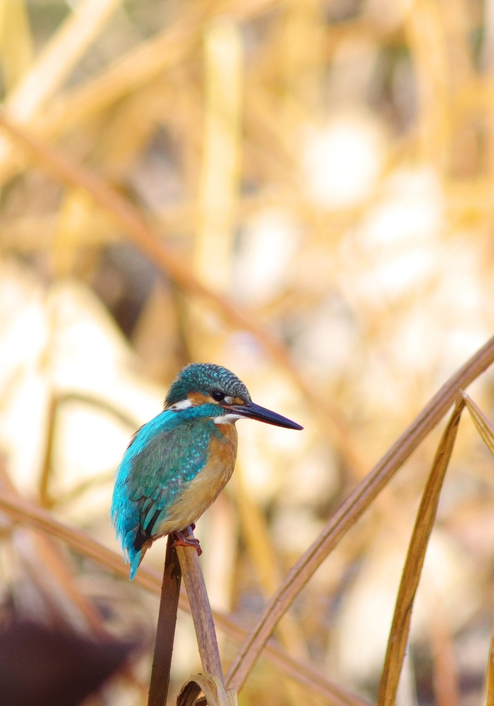 kingfisher