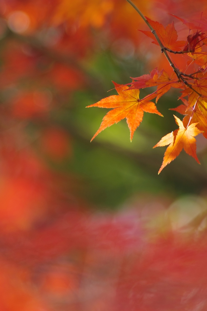 紅葉真っ盛りのころ