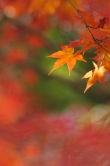 紅葉真っ盛りのころ