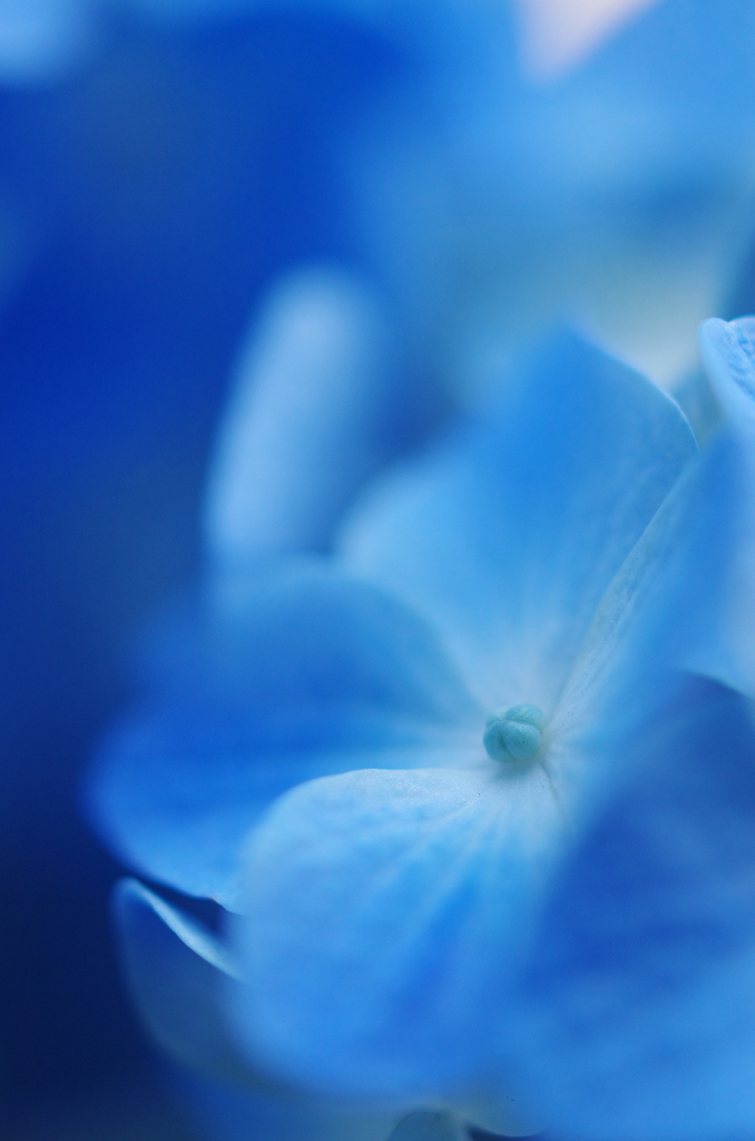 hydrangea blue 2