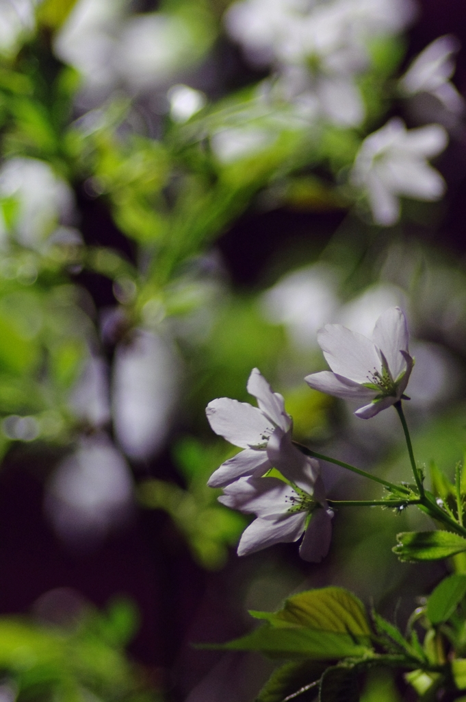 夜桜
