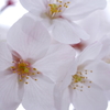 純潔の花