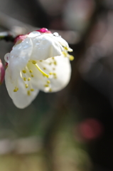 朝露に濡れて