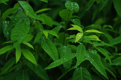 梅雨時