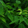 梅雨時