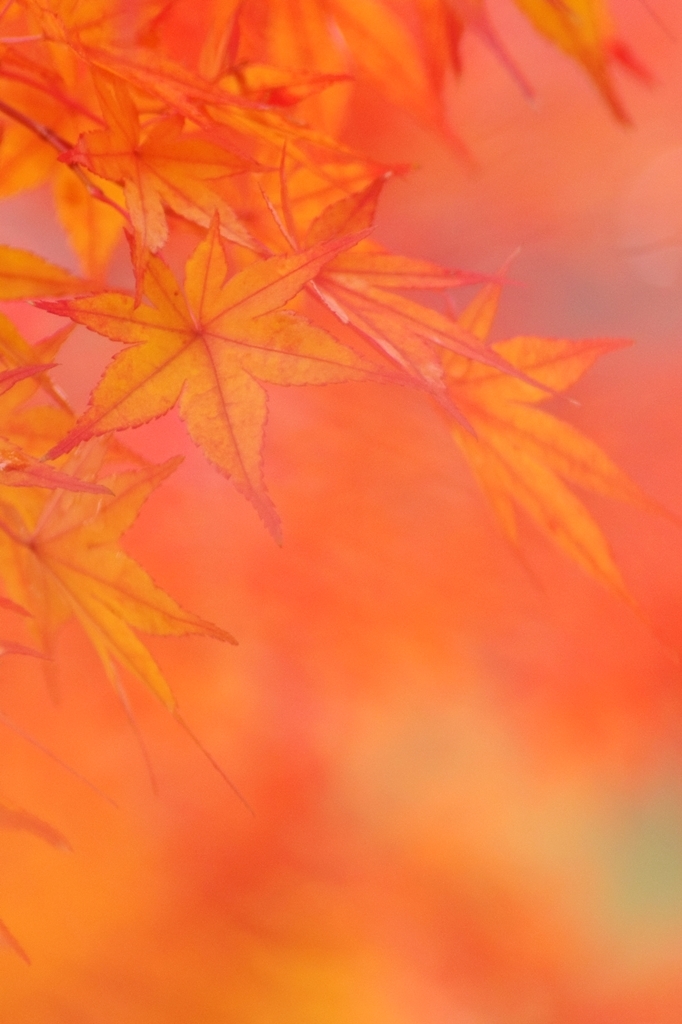 紅葉