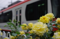 都電荒川線沿線