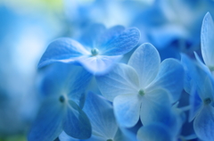 hydrangea blue