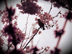 さくら