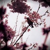 さくら