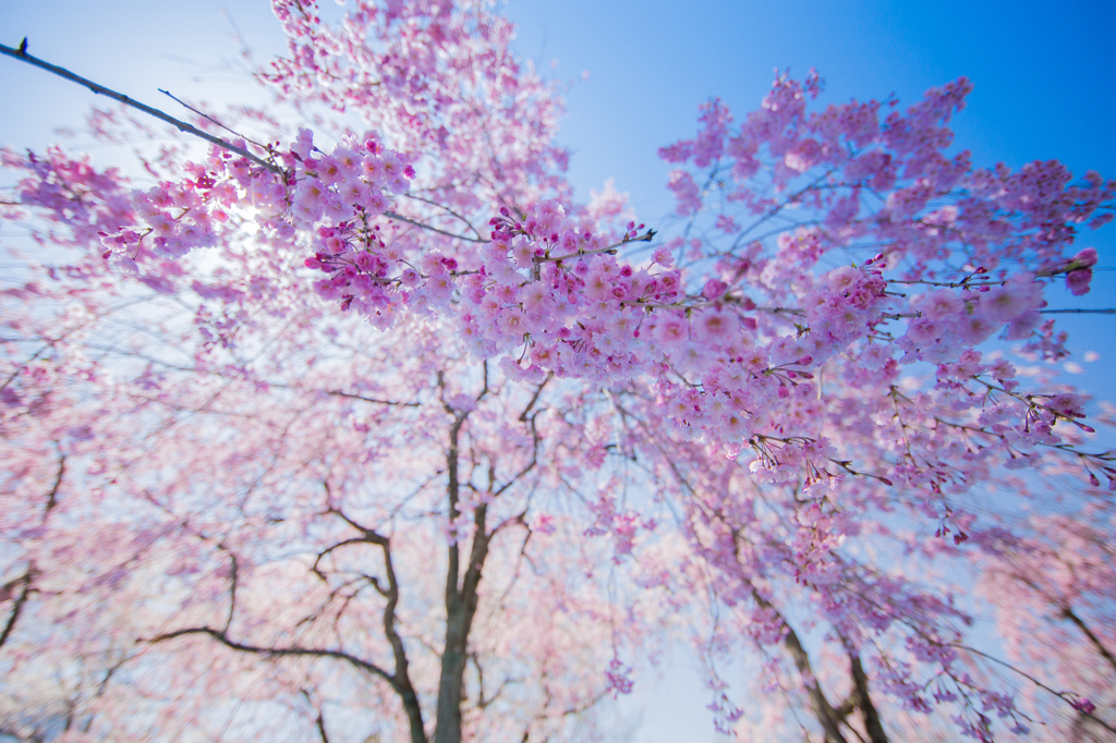 枝垂れ桜