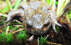 飯豊産　ヒキガエル