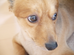 ミックス犬の素顔