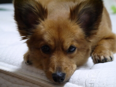 ミックス犬　３さい。