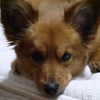 ミックス犬　３さい。