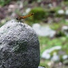 トンボ
