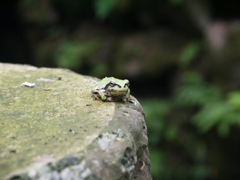 不動のカエル