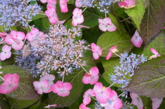 筥崎宮花庭園 