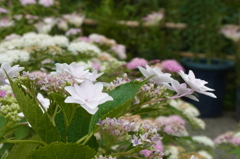 筥崎宮花庭園 