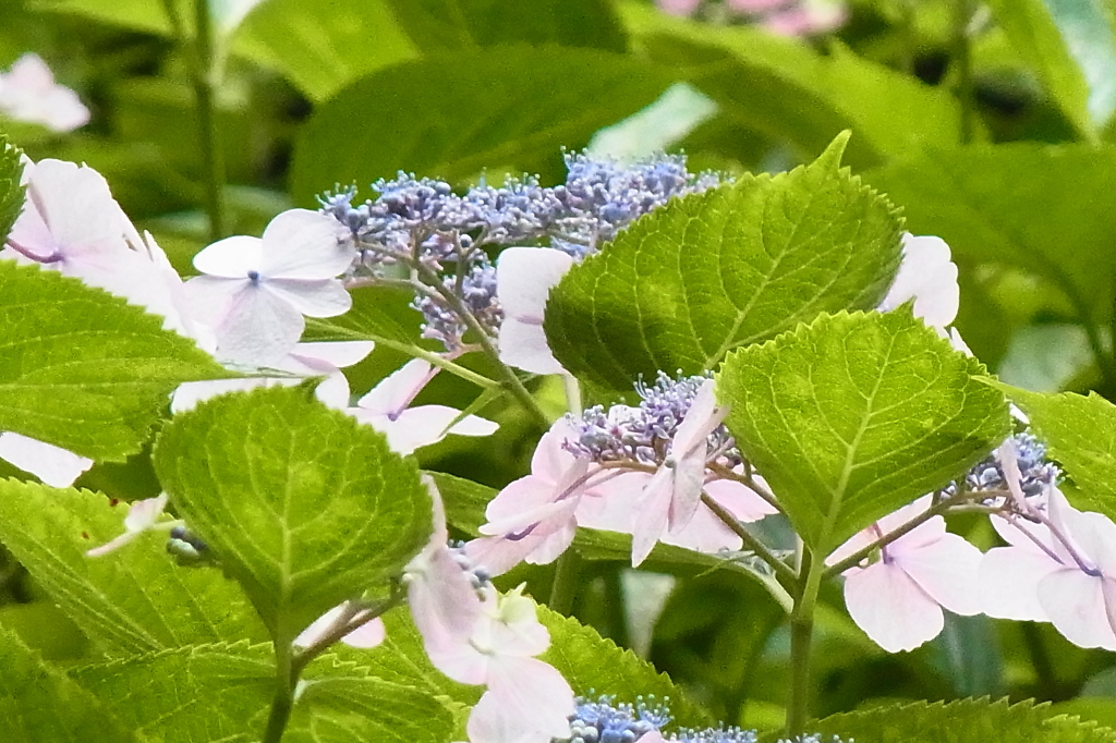 筥崎宮あじさい苑