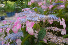 筥崎宮花庭園 