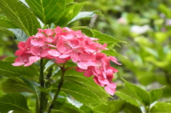 筥崎宮あじさい苑