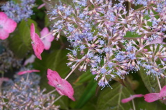 筥崎宮花庭園 