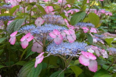 筥崎宮花庭園 