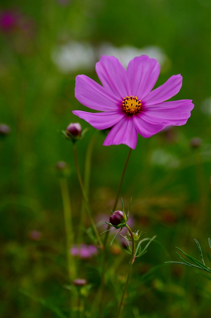 秋桜