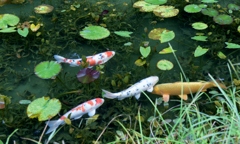 モネの池に行きました