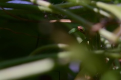 カマキリ①