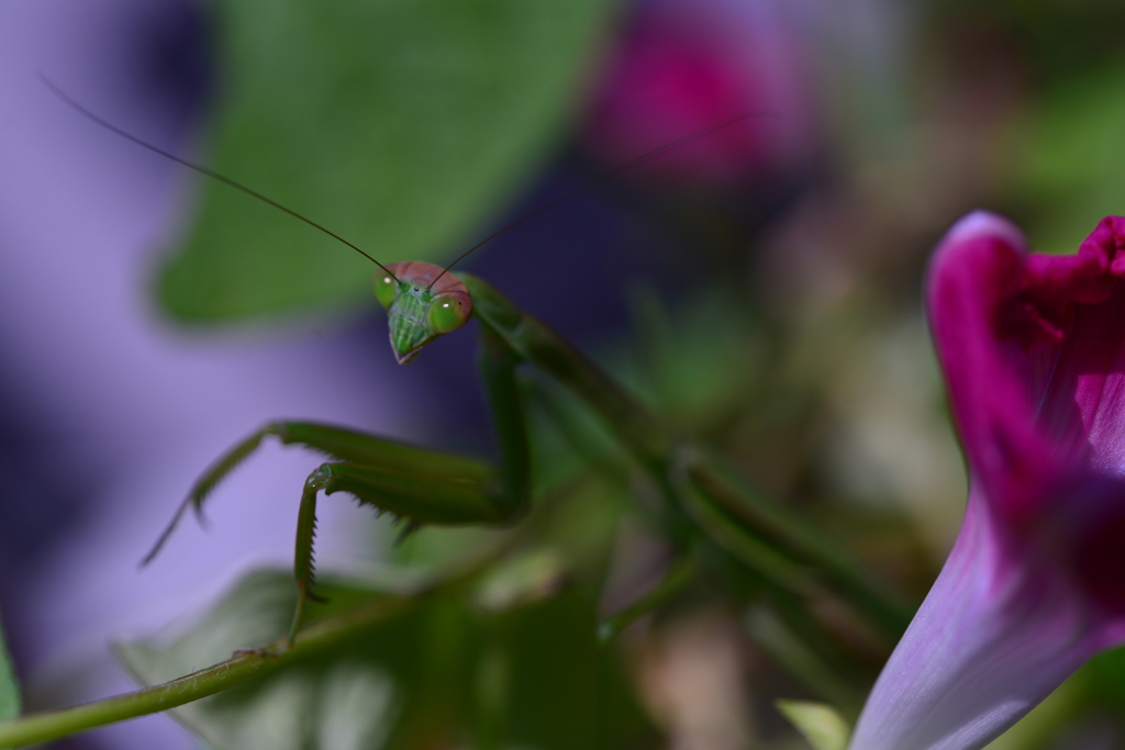 カマキリ③