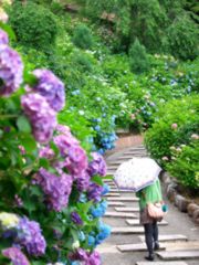 京都　紫陽花の旅　２