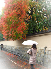 雨の紅葉