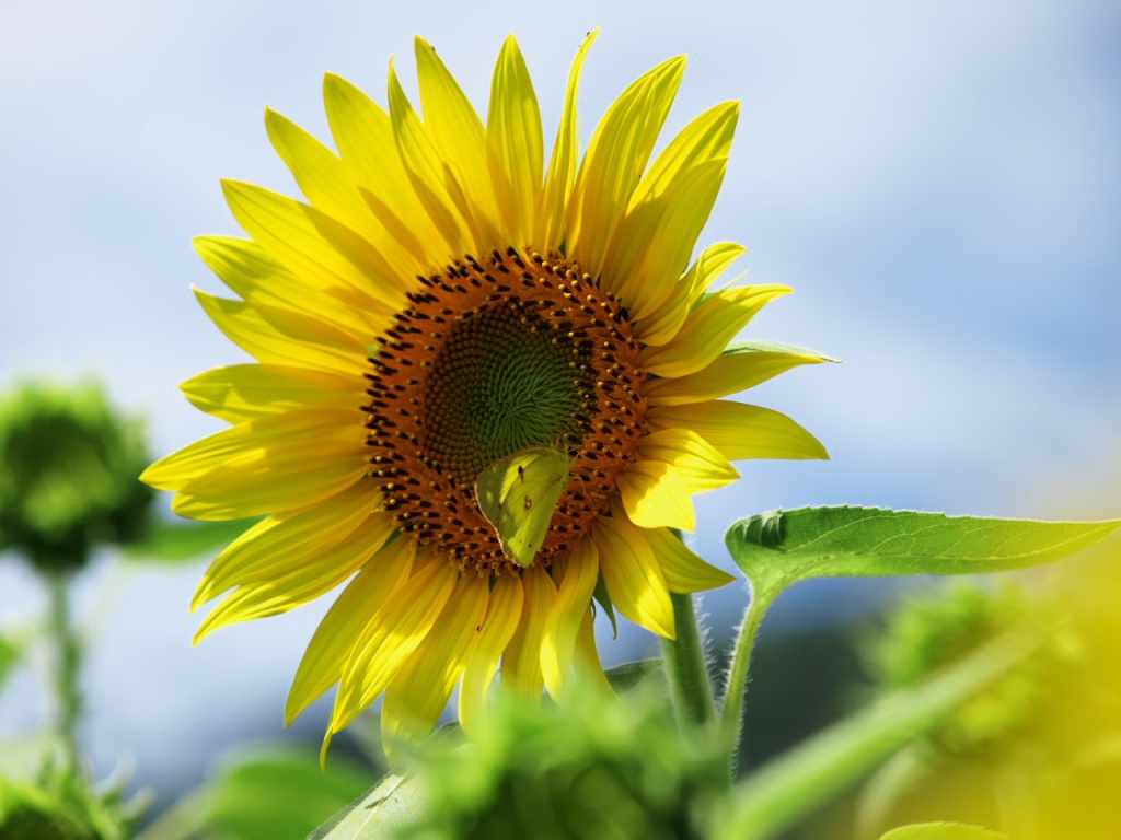 夏の大地の花