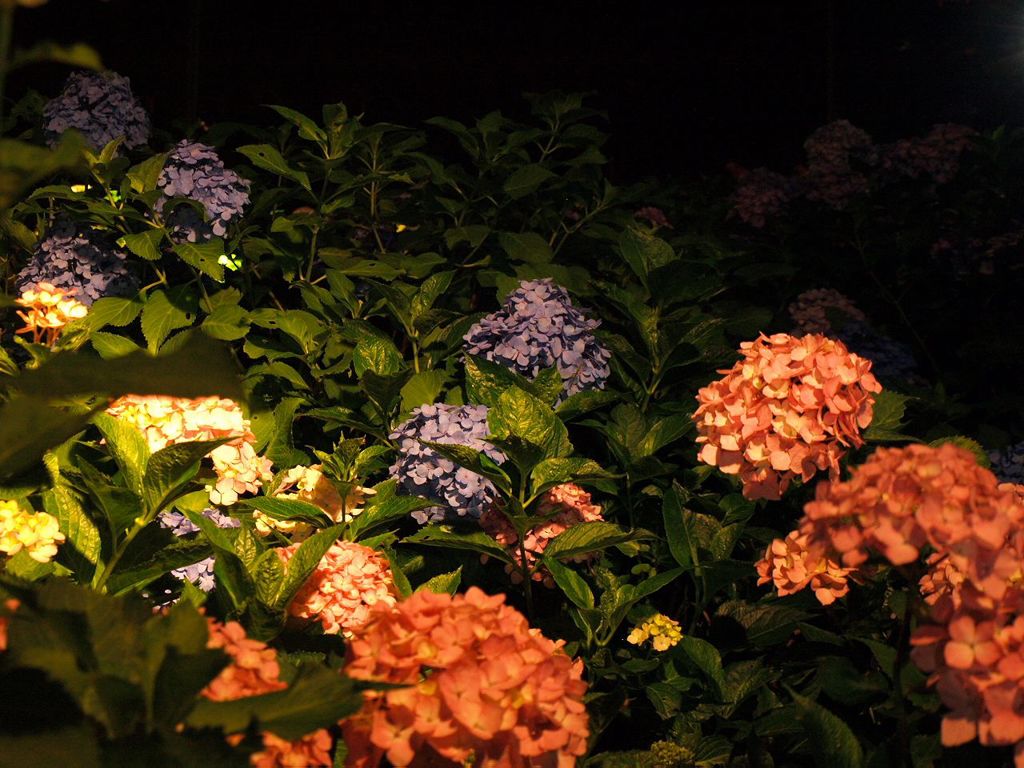 京都　紫陽花の旅　４