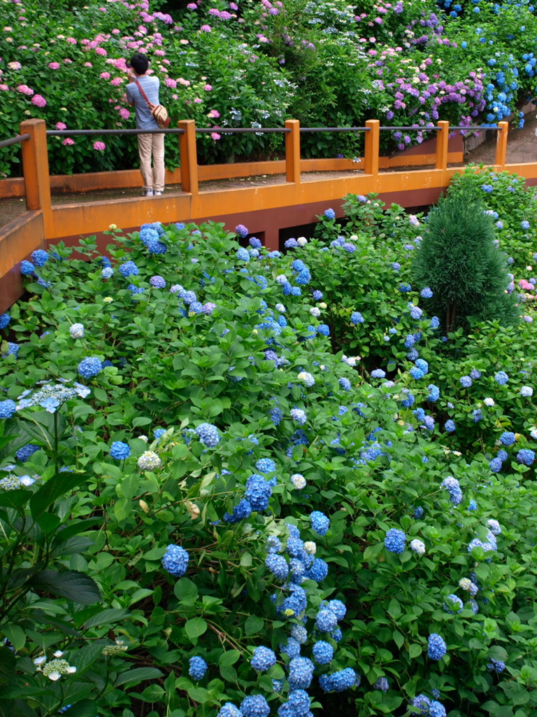 京都　紫陽花の旅　３