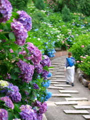 京都　紫陽花の旅