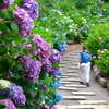 京都　紫陽花の旅