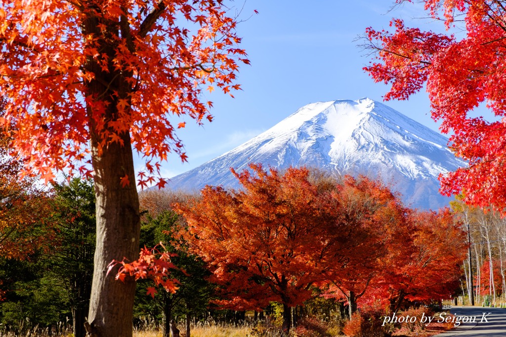 紅燃ゆる