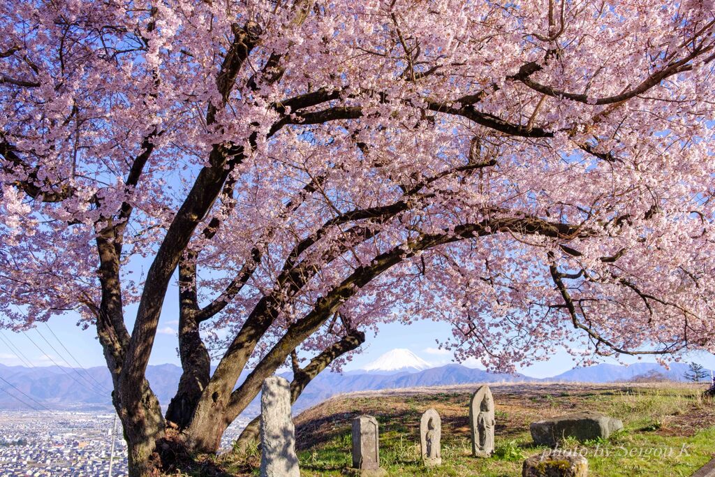 道祖神と桜