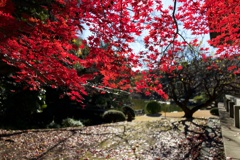 新宿の紅葉