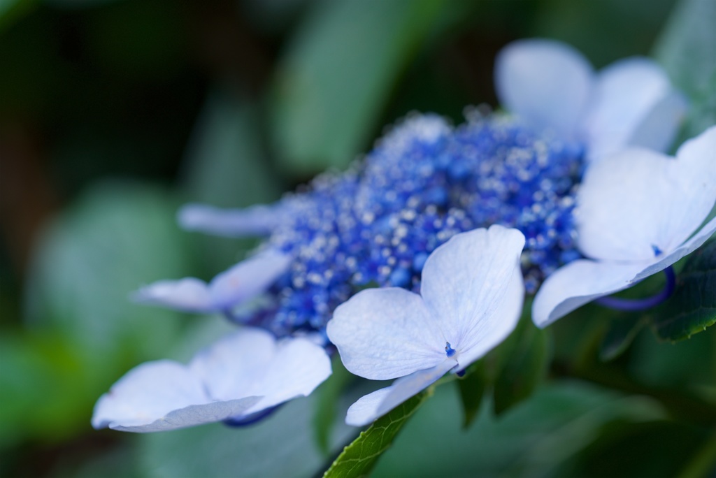 紫陽花