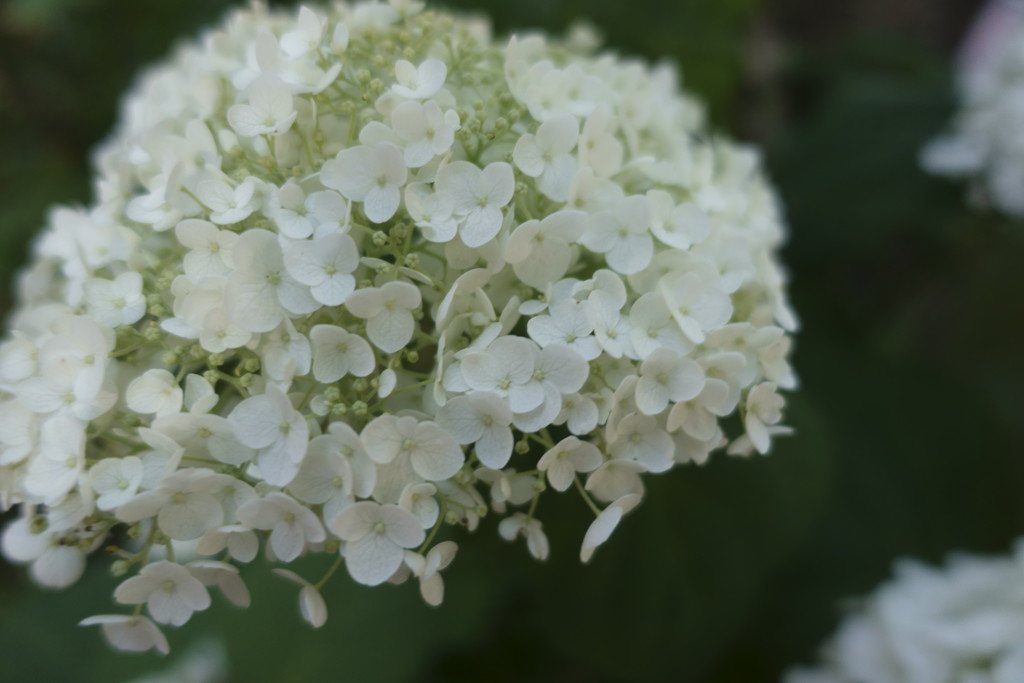 白の紫陽花