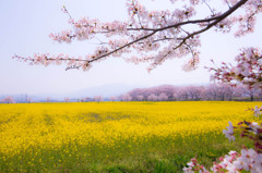 桜と菜の花畑