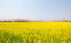 菜の花畑