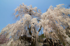 枝垂れ桜